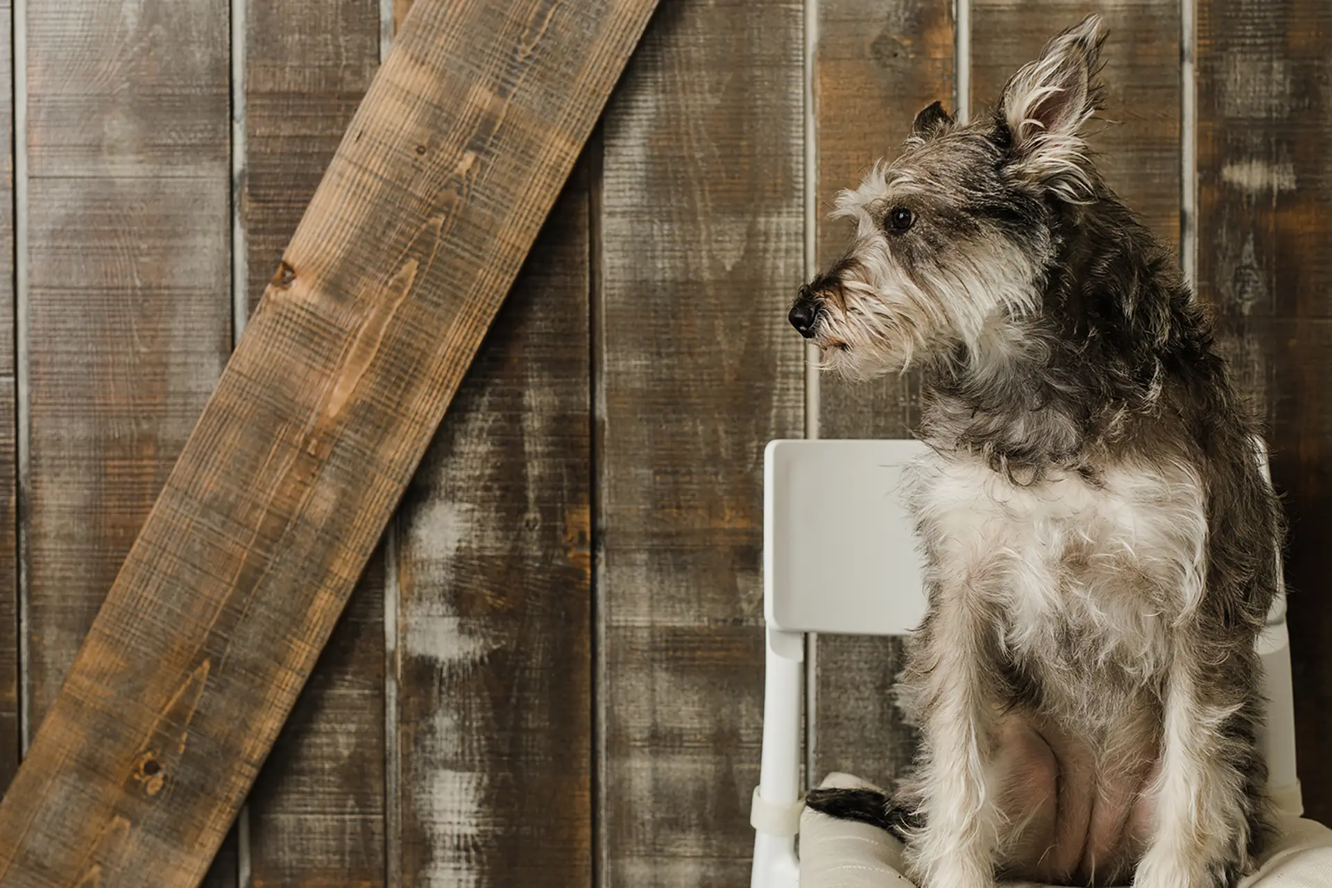 Dog sitting in front of The Barn Door