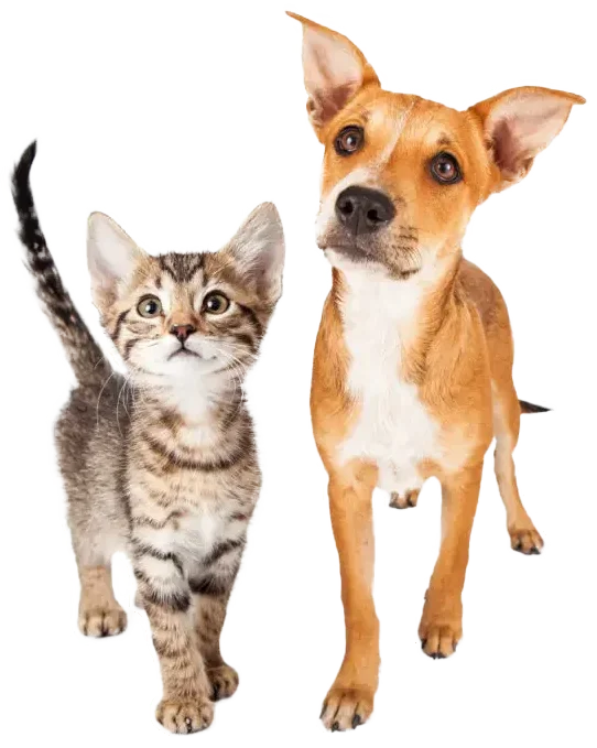 Tabby kitten standing next to a mixed breed dog